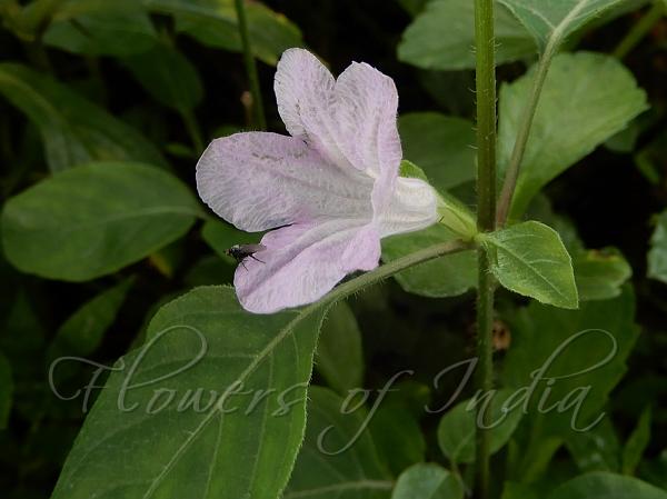 Bell Weed